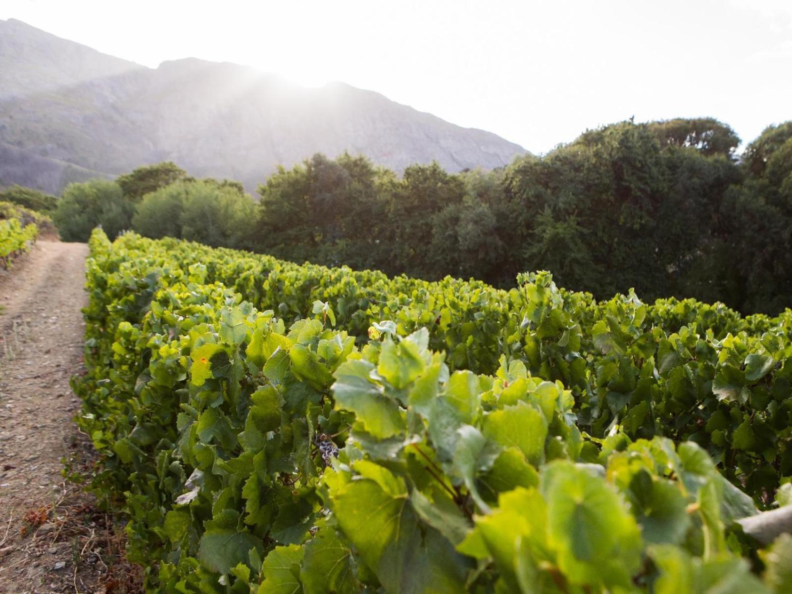 Maison Montagne Franschhoek Εξωτερικό φωτογραφία