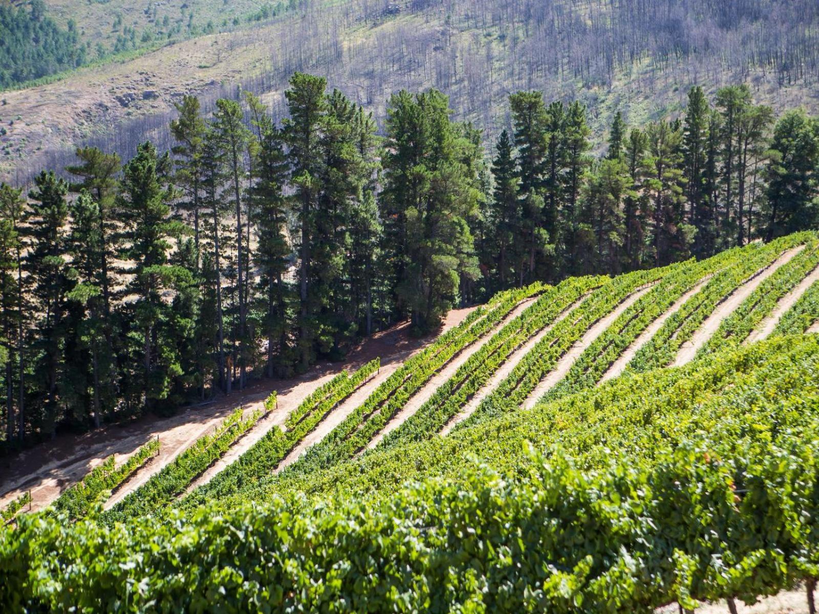 Maison Montagne Franschhoek Εξωτερικό φωτογραφία